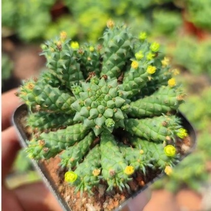 5-7cm Euphorbia inermis‌