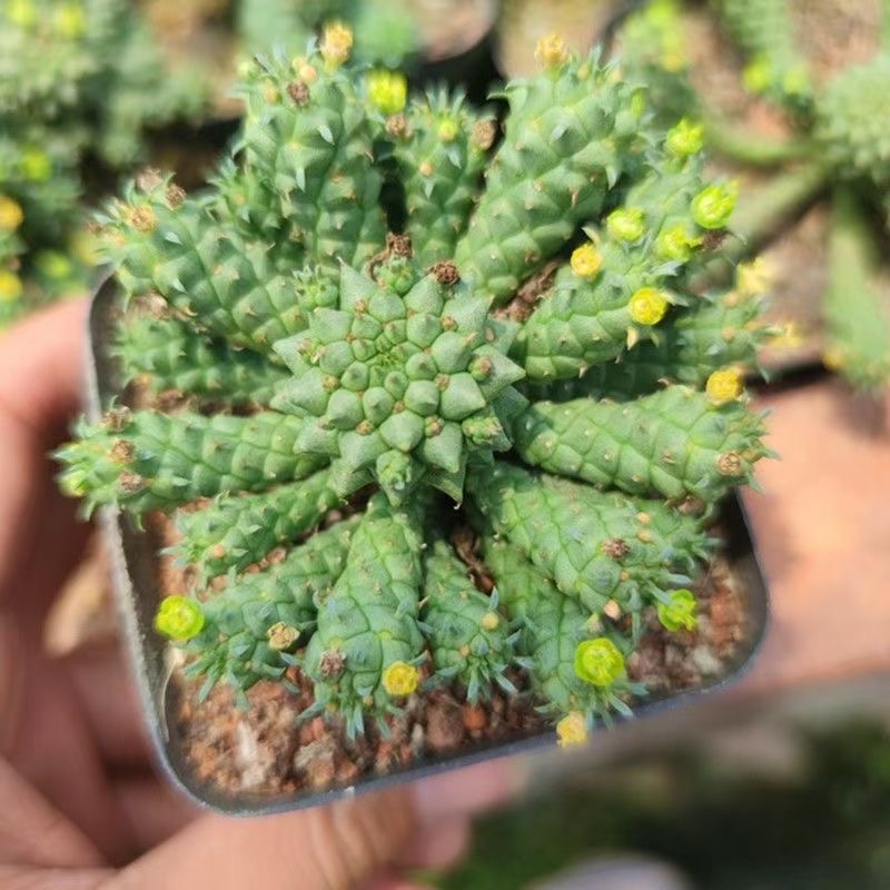 5-7cm Euphorbia inermis‌