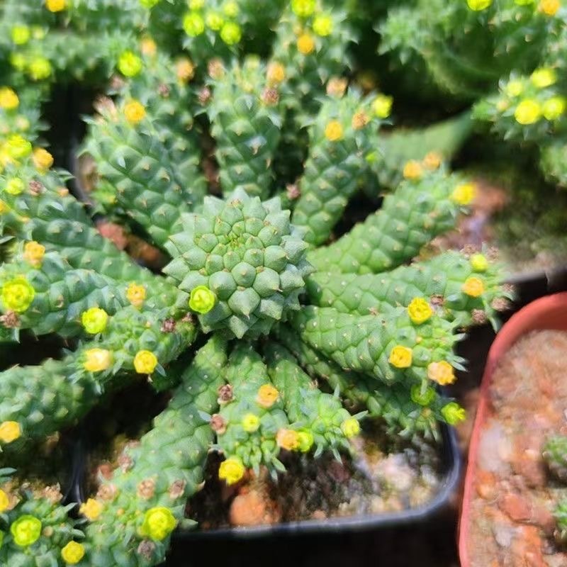 5-7cm Euphorbia inermis‌