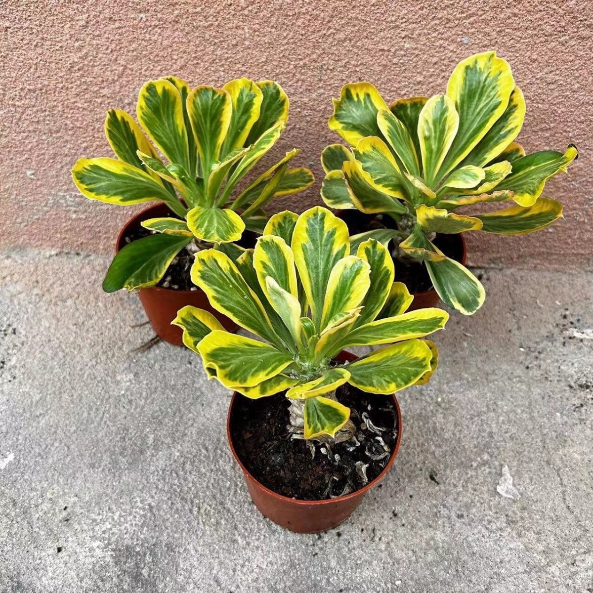 6-8cmEuphorbia poissonii Pax