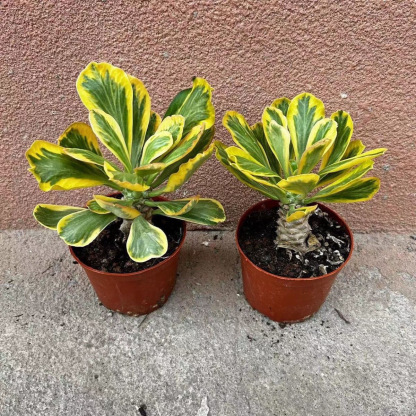 6-8cmEuphorbia poissonii Pax