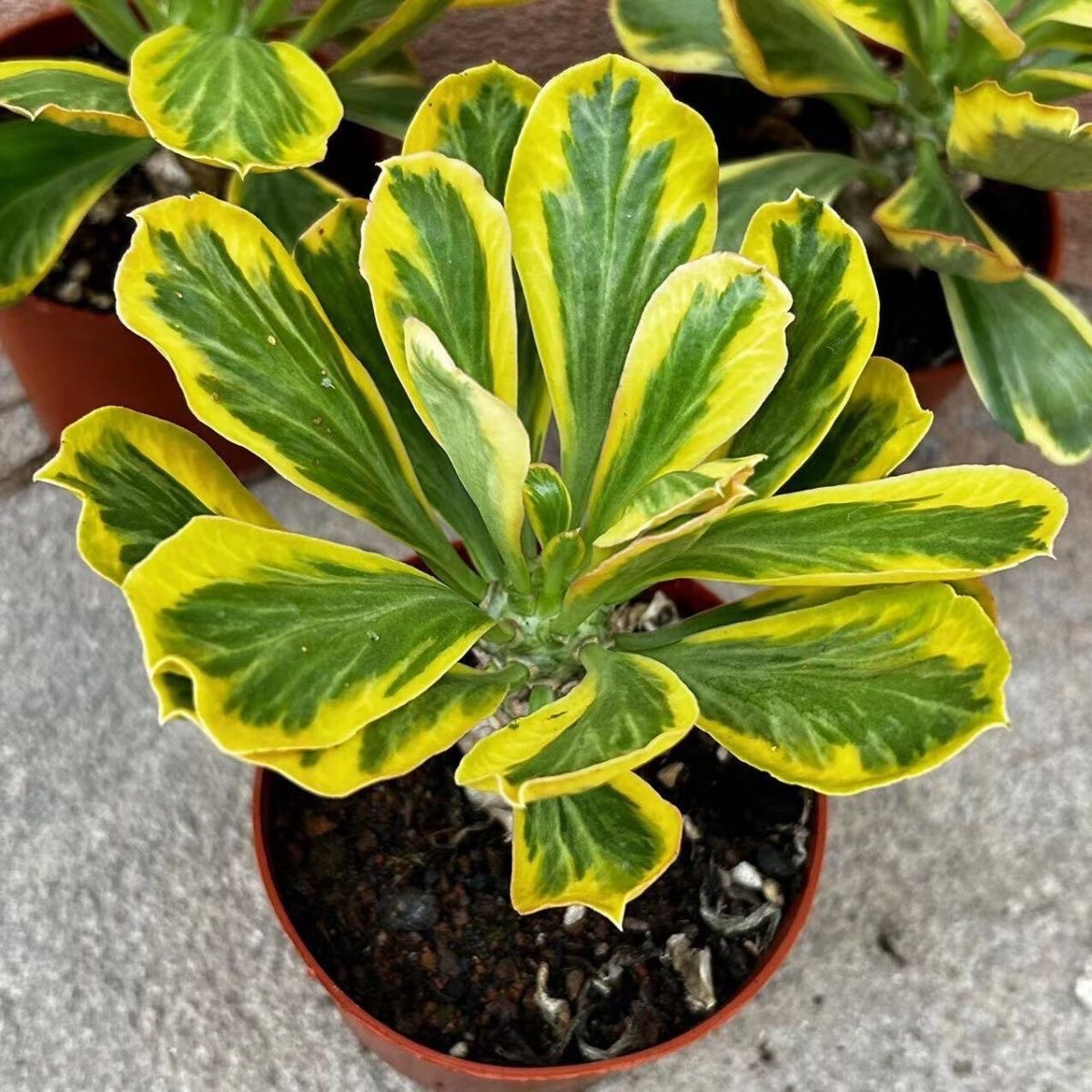 6-8cmEuphorbia poissonii Pax