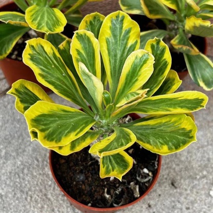 6-8cmEuphorbia poissonii Pax