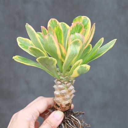 6-8cmEuphorbia poissonii Pax