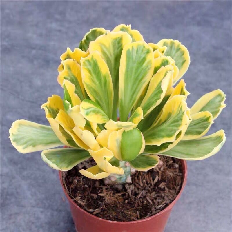 6-8cmEuphorbia poissonii Pax