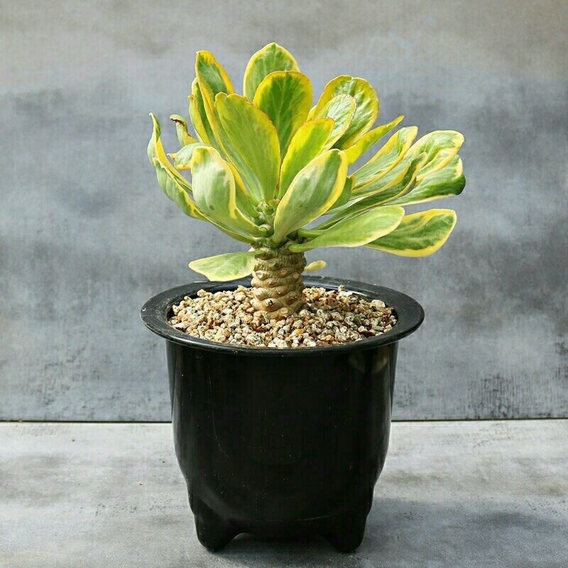 6-8cmEuphorbia poissonii Pax