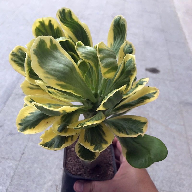 6-8cmEuphorbia poissonii Pax