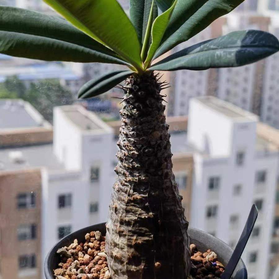 2-4cm Euphorbia pachypodioides