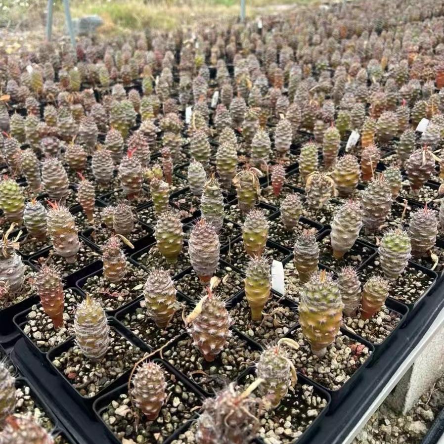 2-4cm Euphorbia pachypodioides