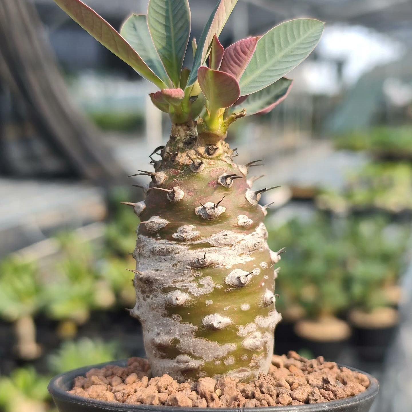 2-4cm Euphorbia pachypodioides