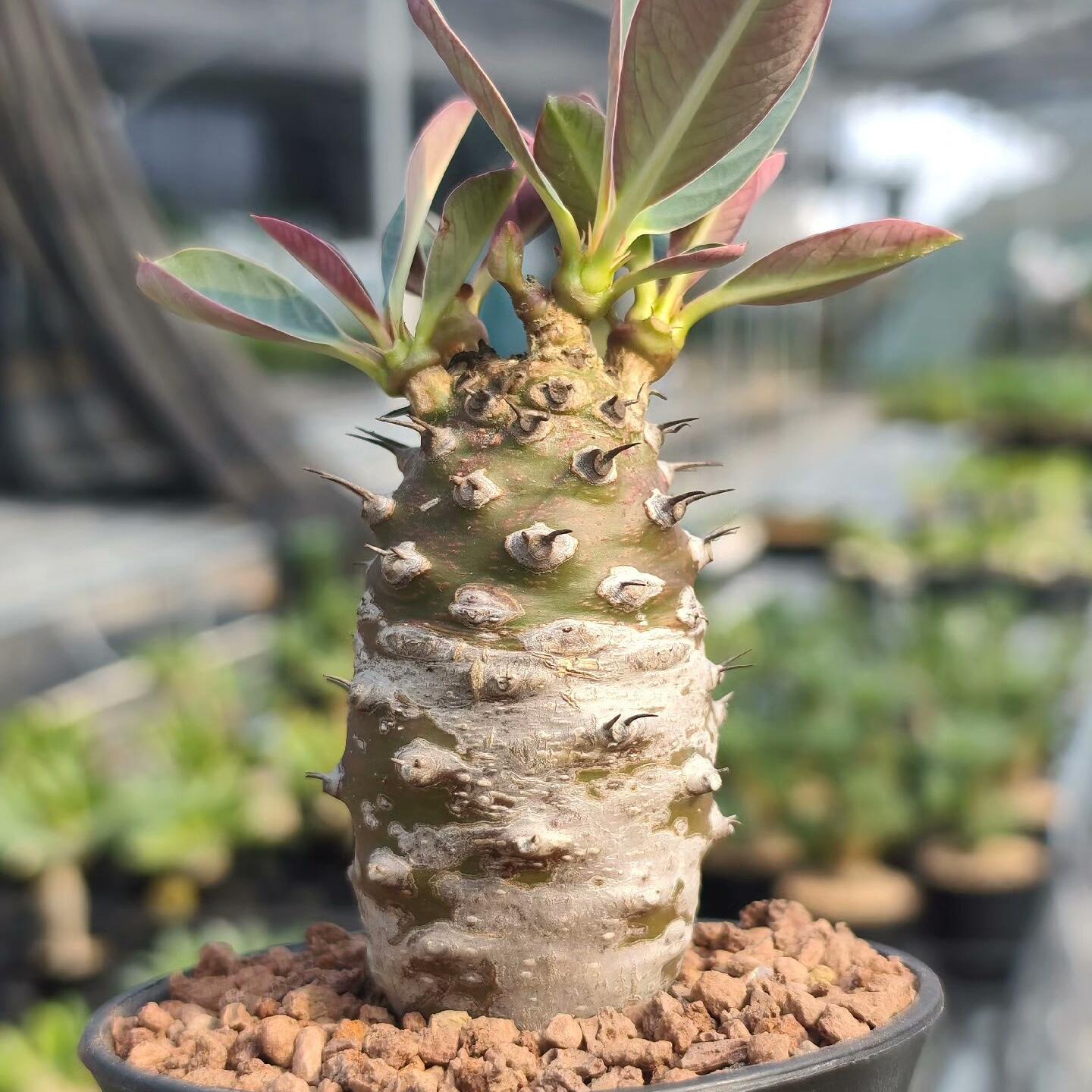 2-4cm Euphorbia pachypodioides