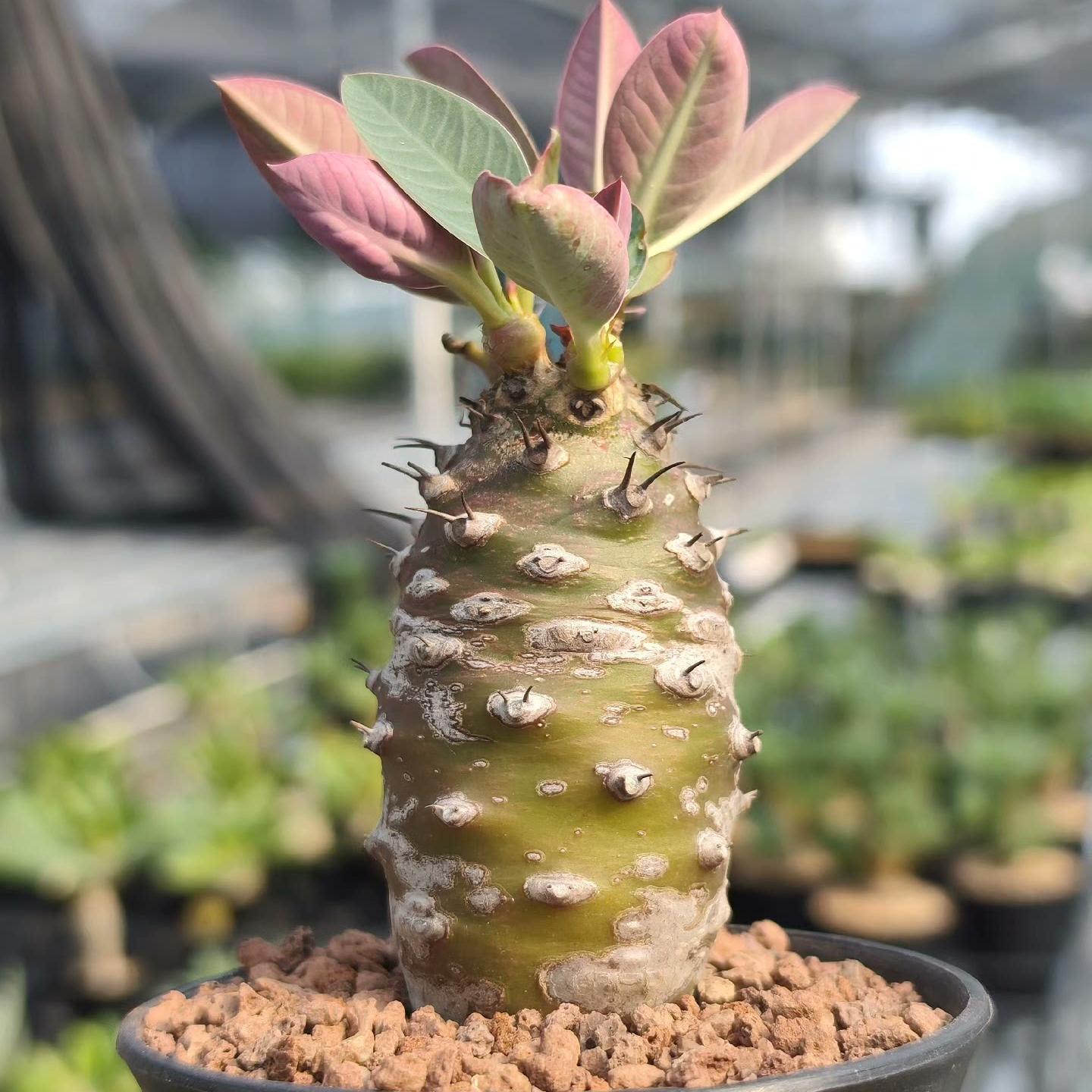 2-4cm Euphorbia pachypodioides