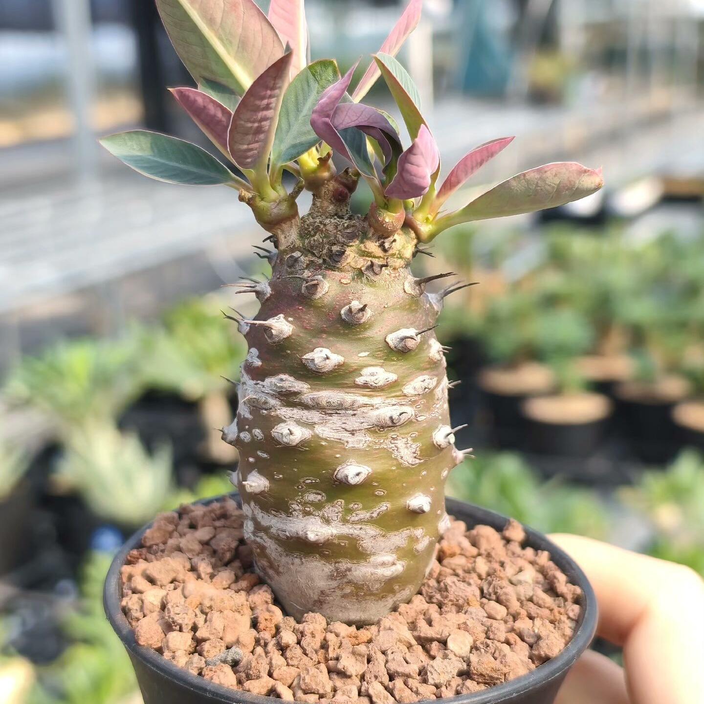 2-4cm Euphorbia pachypodioides