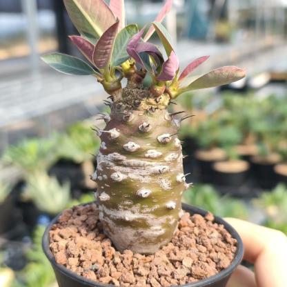 2-4cm Euphorbia pachypodioides