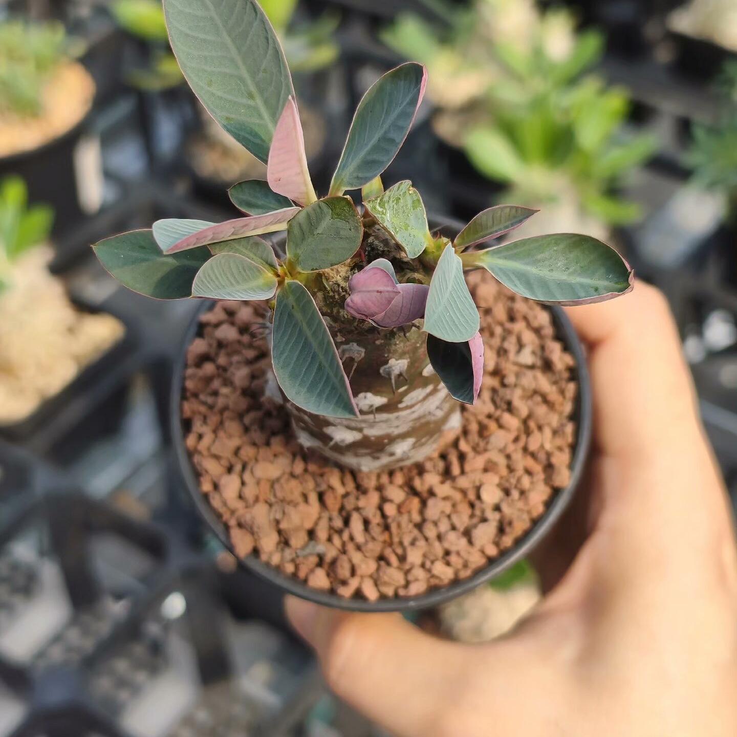 2-4cm Euphorbia pachypodioides