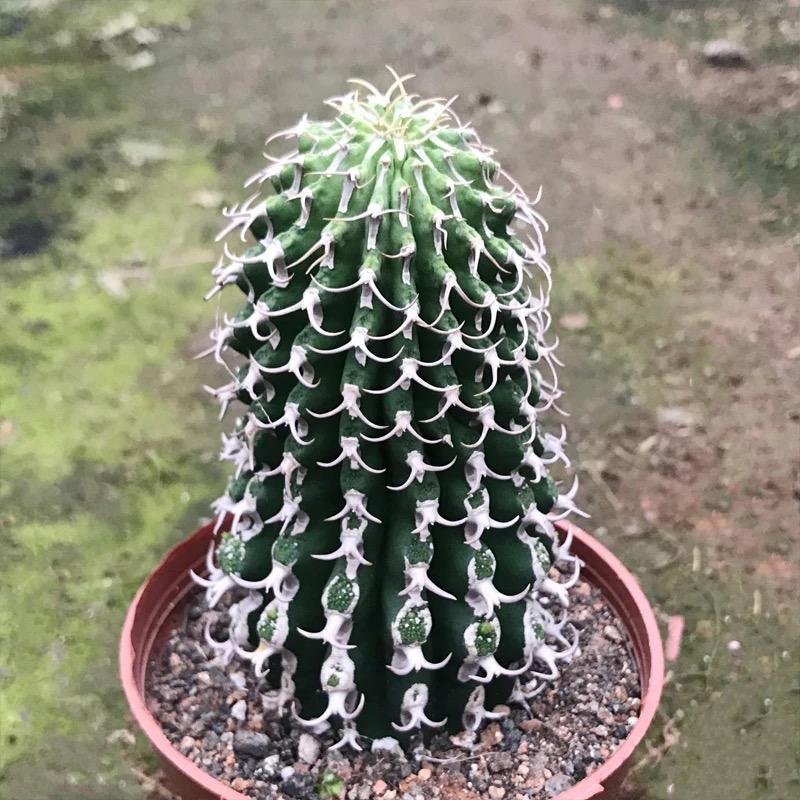 3-12cm Euphorbia columnaris