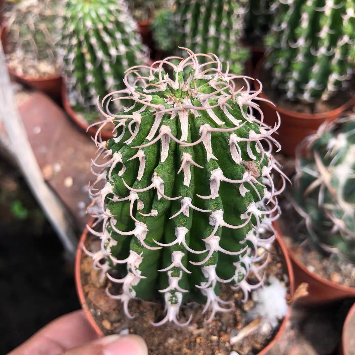 3-12cm Euphorbia columnaris