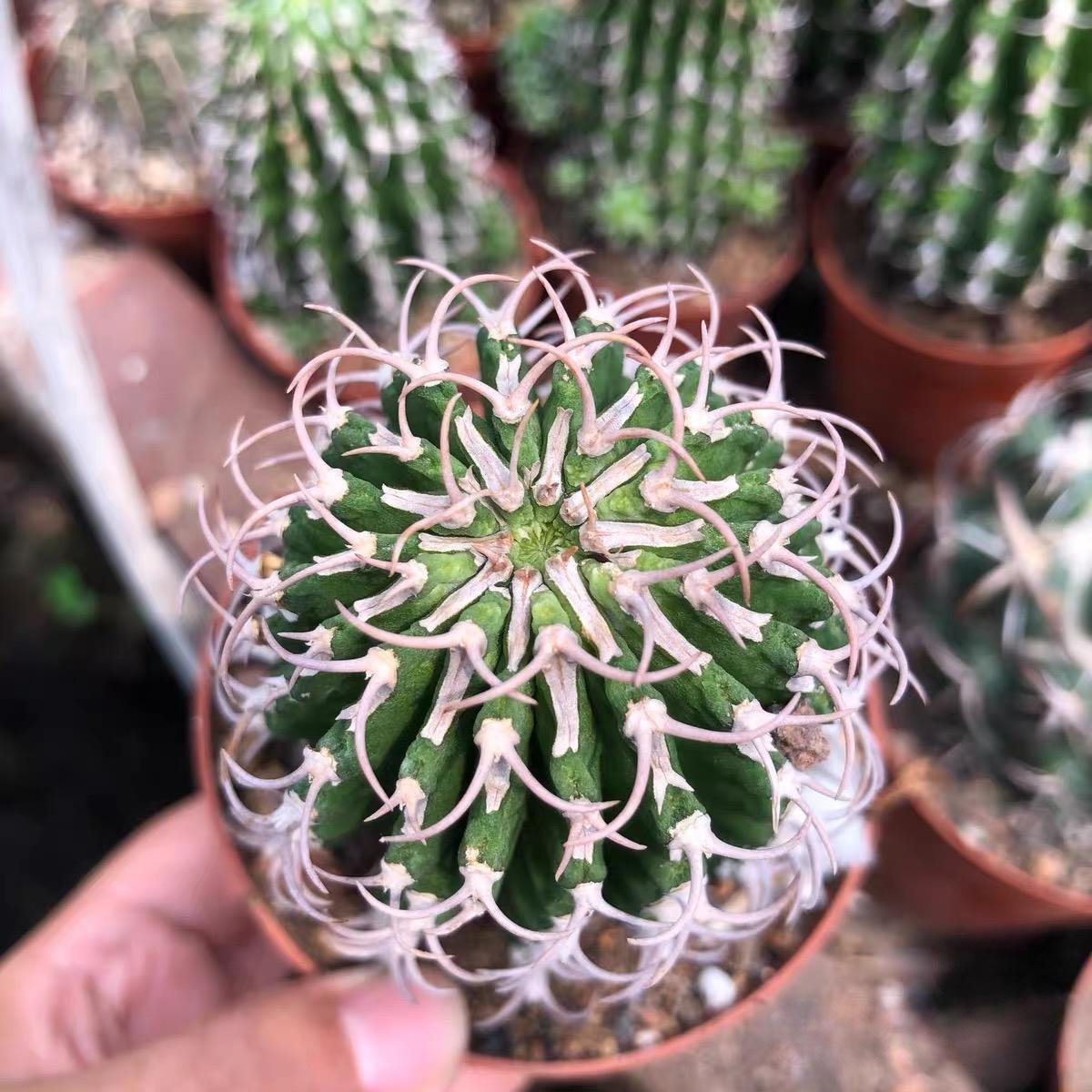 3-12cm Euphorbia columnaris