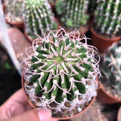 3-12cm Euphorbia columnaris