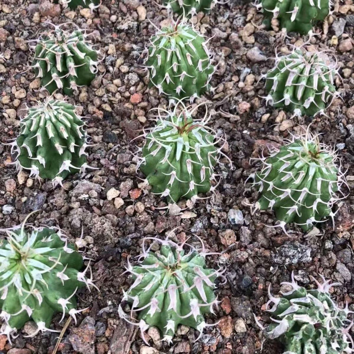 3-12cm Euphorbia columnaris