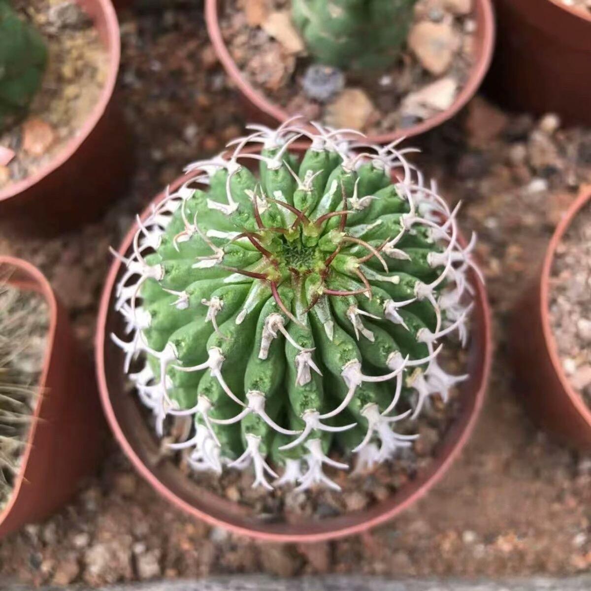 3-12cm Euphorbia columnaris