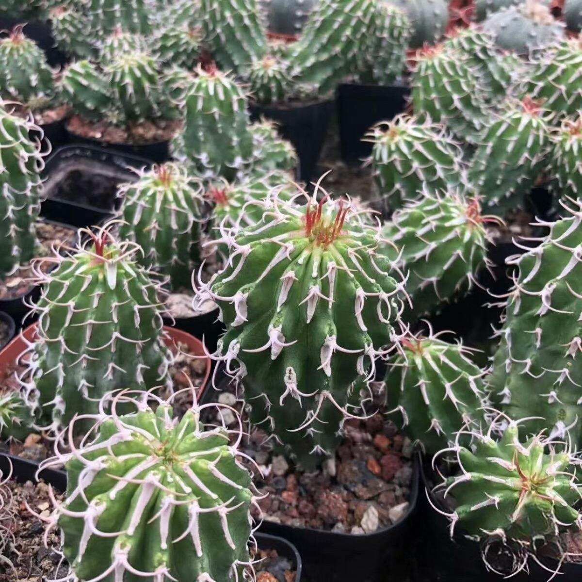 3-12cm Euphorbia columnaris