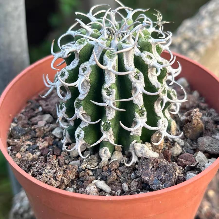 3-12cm Euphorbia columnaris