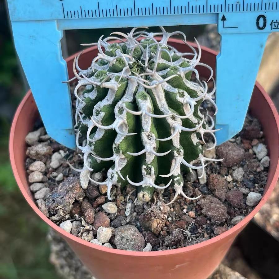 3-12cm Euphorbia columnaris