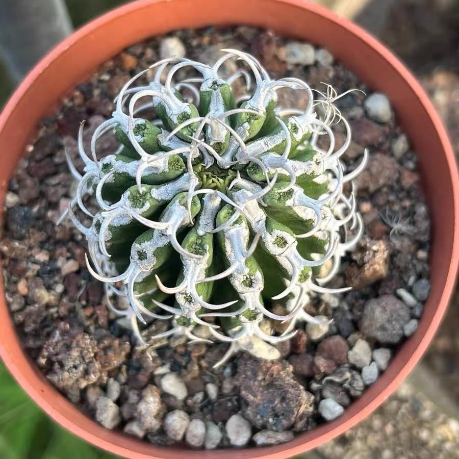 3-12cm Euphorbia columnaris