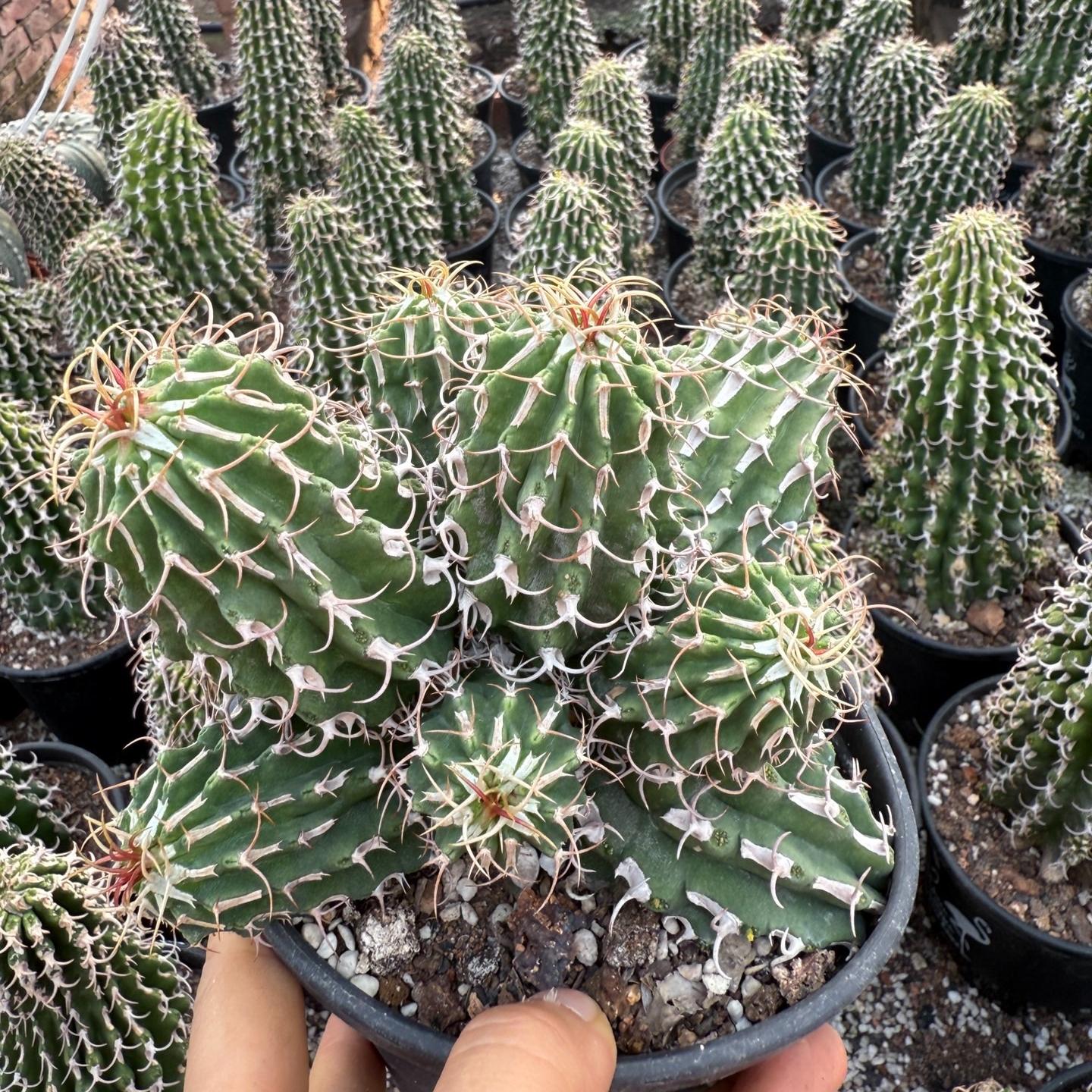 3-12cm Euphorbia columnaris