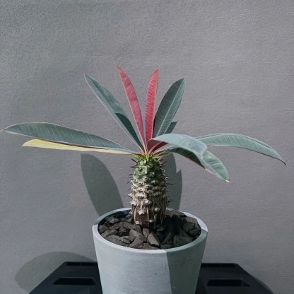 2-4cm Euphorbia pachypodioides