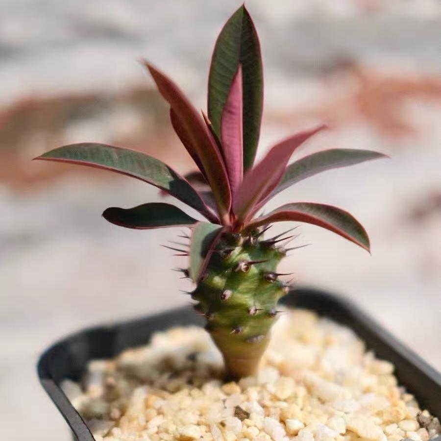 2-4cm Euphorbia pachypodioides