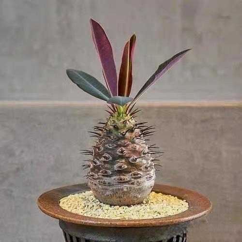 2-4cm Euphorbia pachypodioides