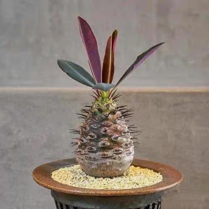 2-4cm Euphorbia pachypodioides