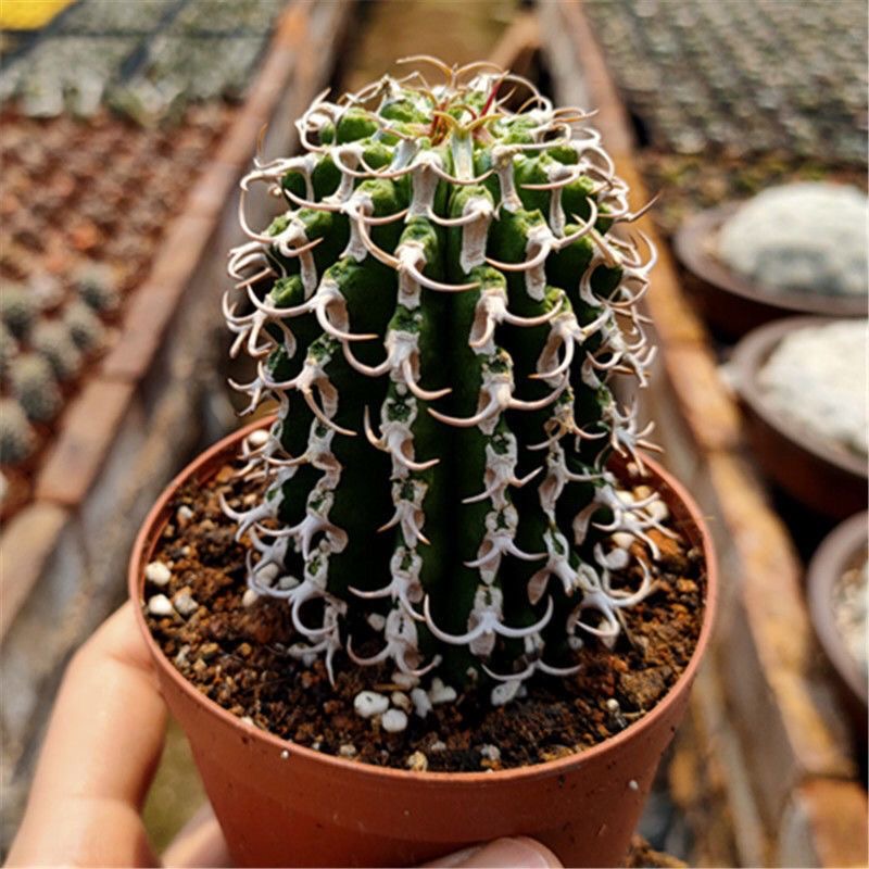 3-12cm Euphorbia columnaris