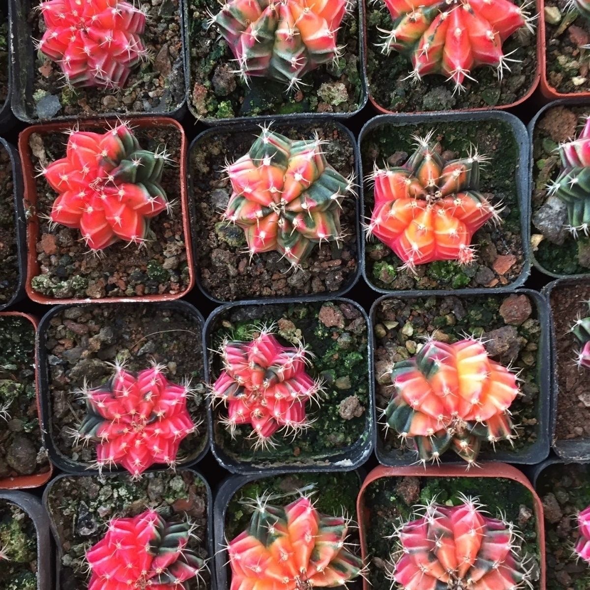 2-6cm Gymnocalycium mihanovichii variegata