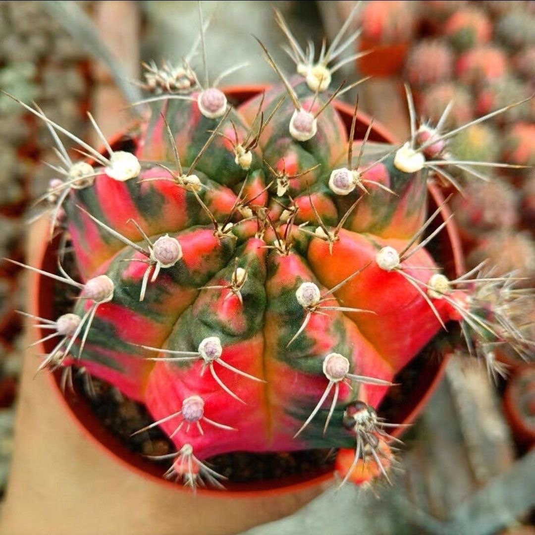 2-6cm Gymnocalycium mihanovichii variegata