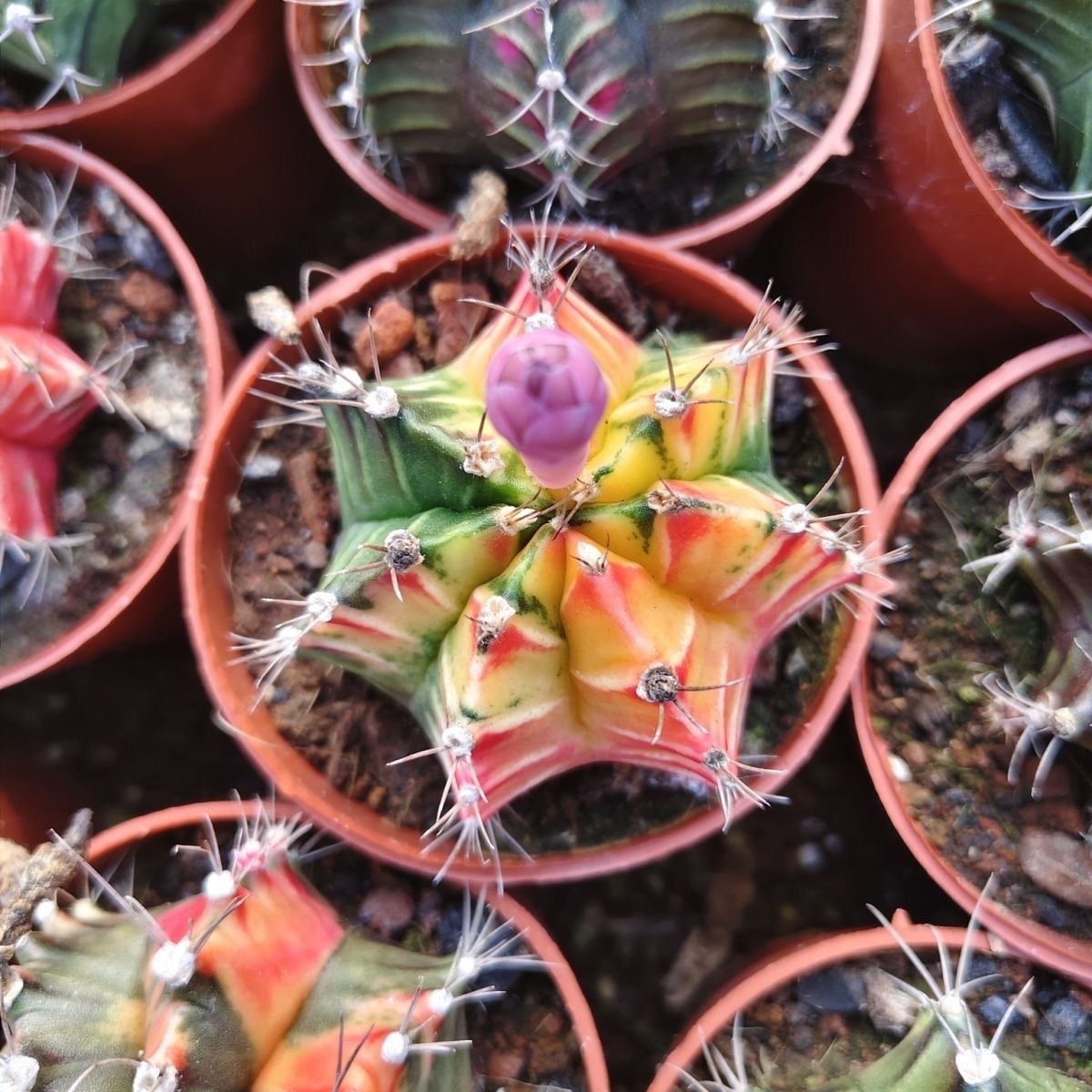 2-6cm Gymnocalycium mihanovichii variegata
