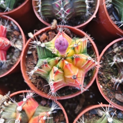 2-6cm Gymnocalycium mihanovichii variegata