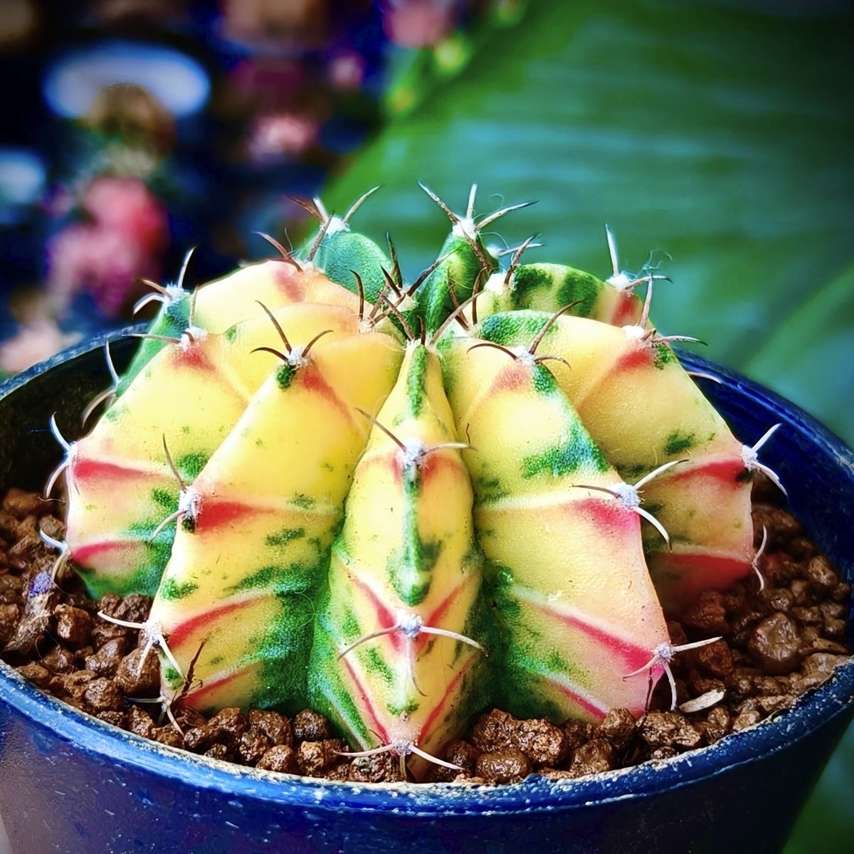 2-6cm Gymnocalycium mihanovichii variegata