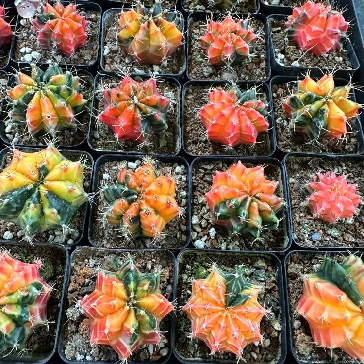 2-6cm Gymnocalycium mihanovichii variegata