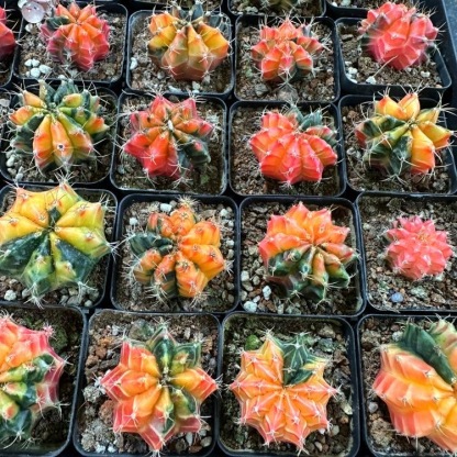 2-6cm Gymnocalycium mihanovichii variegata