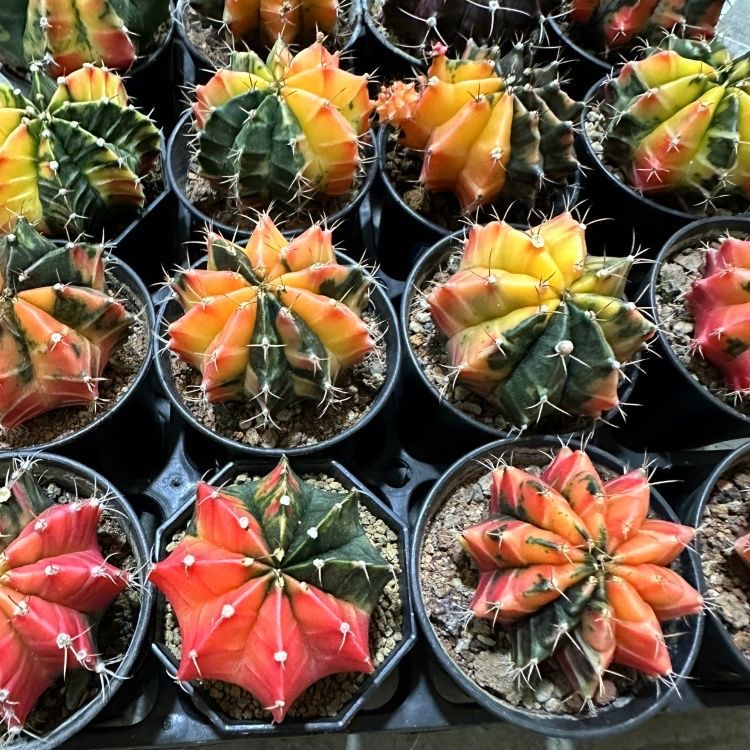2-6cm Gymnocalycium mihanovichii variegata – Succulent Purrs