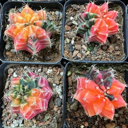 2-6cm Gymnocalycium mihanovichii variegata