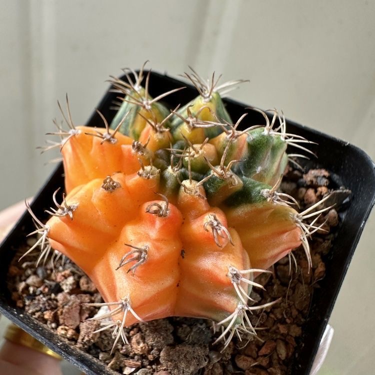 2-6cm Gymnocalycium mihanovichii variegata