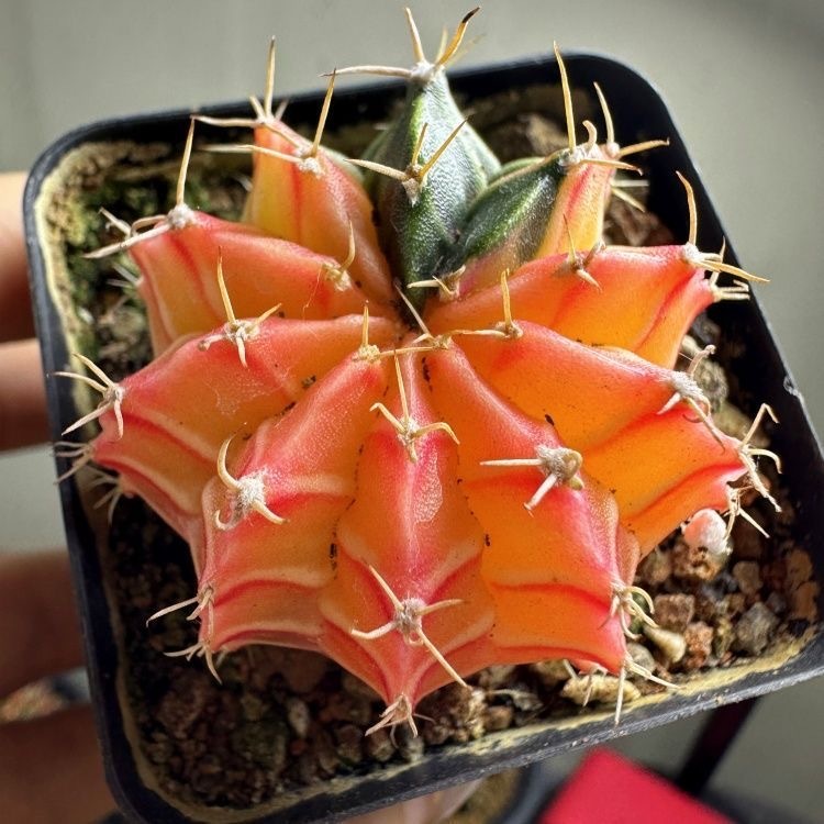 2-6cm Gymnocalycium mihanovichii variegata