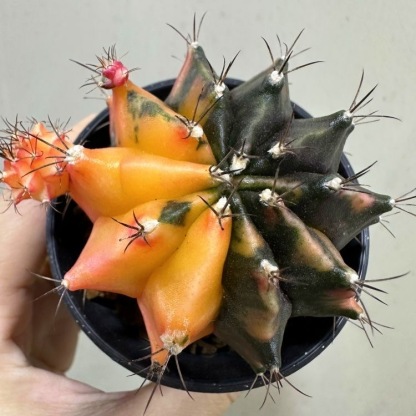 2-6cm Gymnocalycium mihanovichii variegata