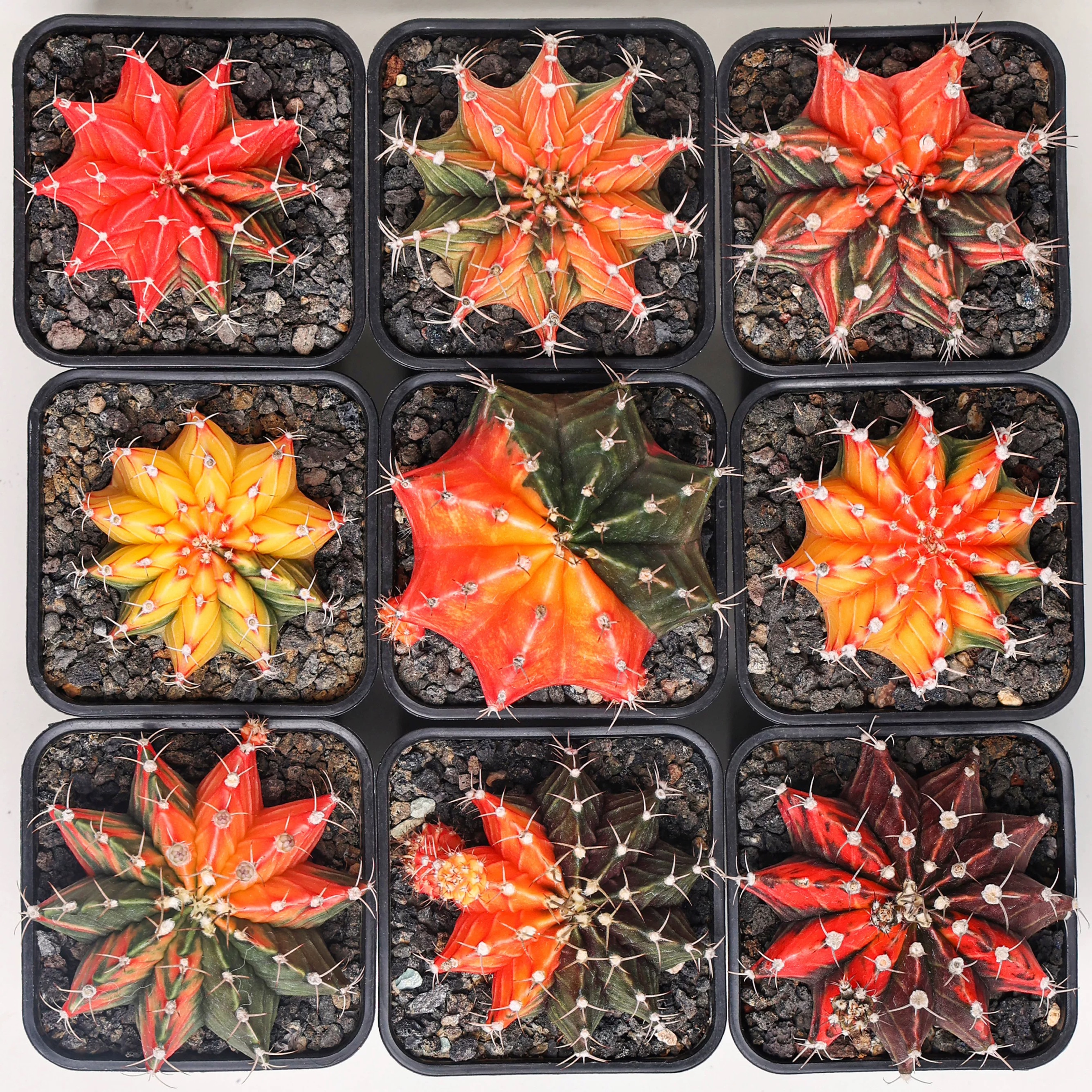 2-6cm Gymnocalycium mihanovichii variegata