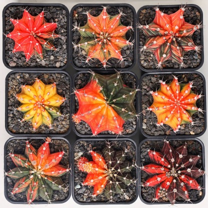 2-6cm Gymnocalycium mihanovichii variegata