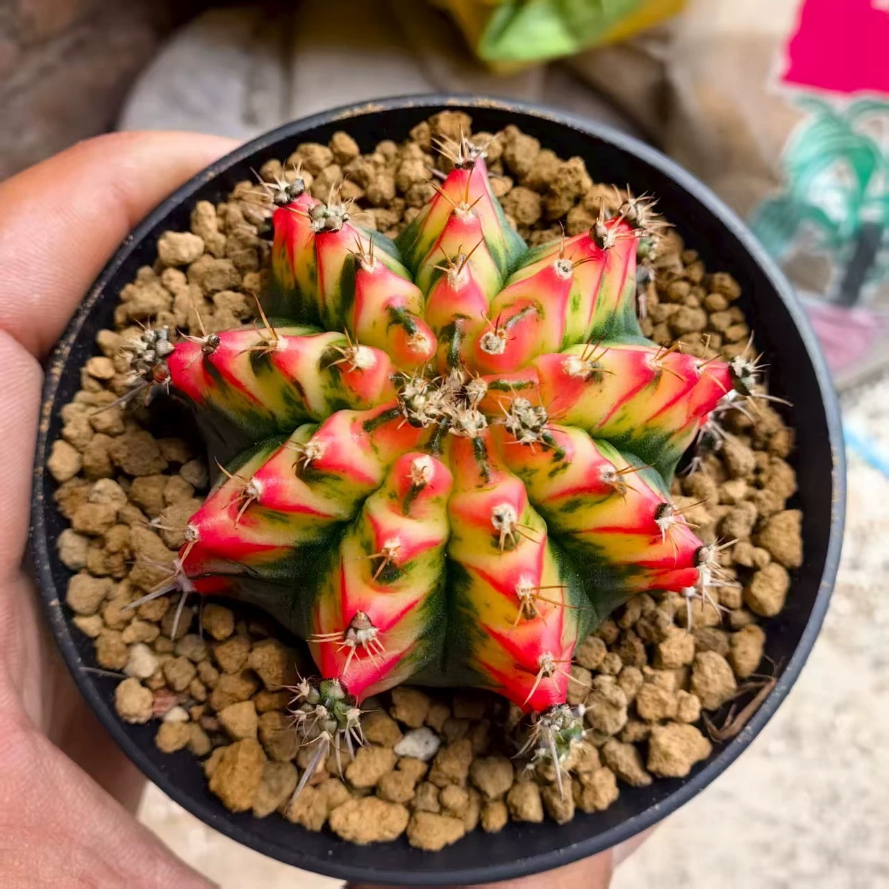 2-6cm Gymnocalycium mihanovichii variegata